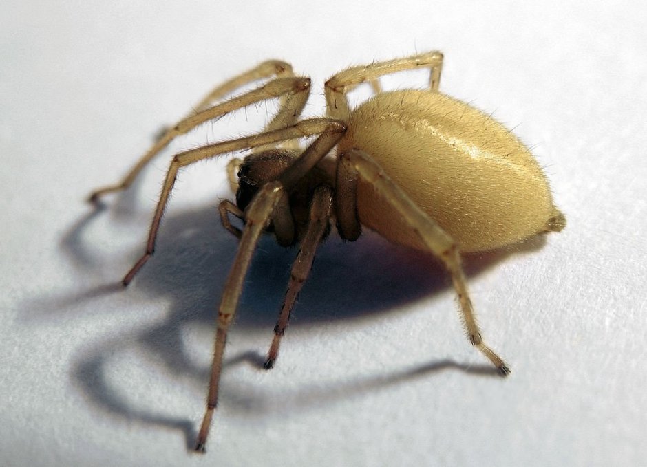 Cheiracanthium inclusum