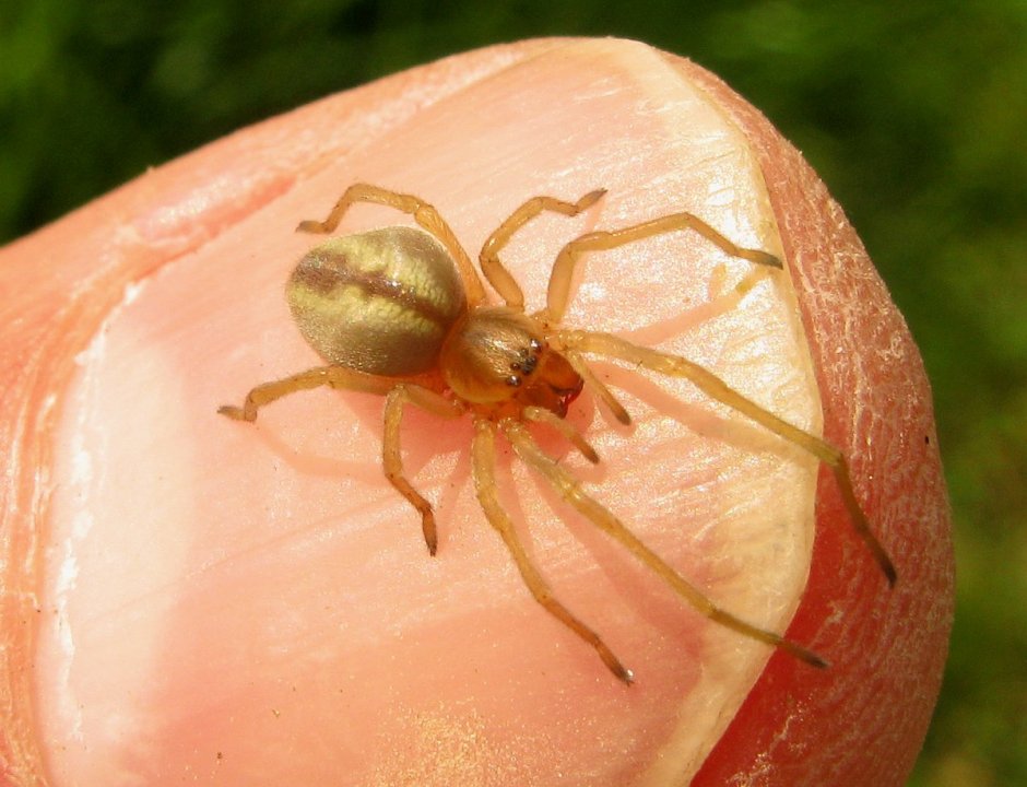 Cheiracanthium punctorium. Семейство: Clubionidae