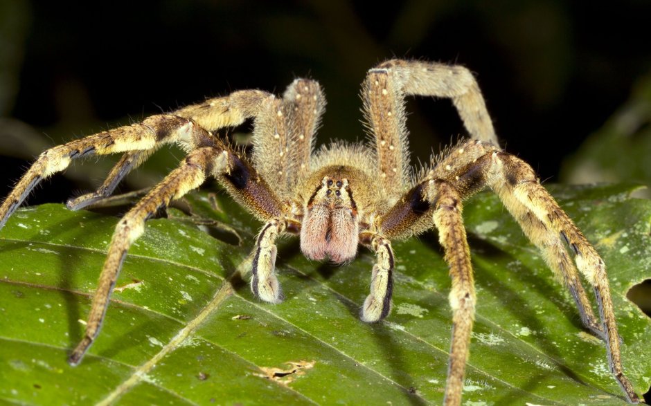 Theridion grallator