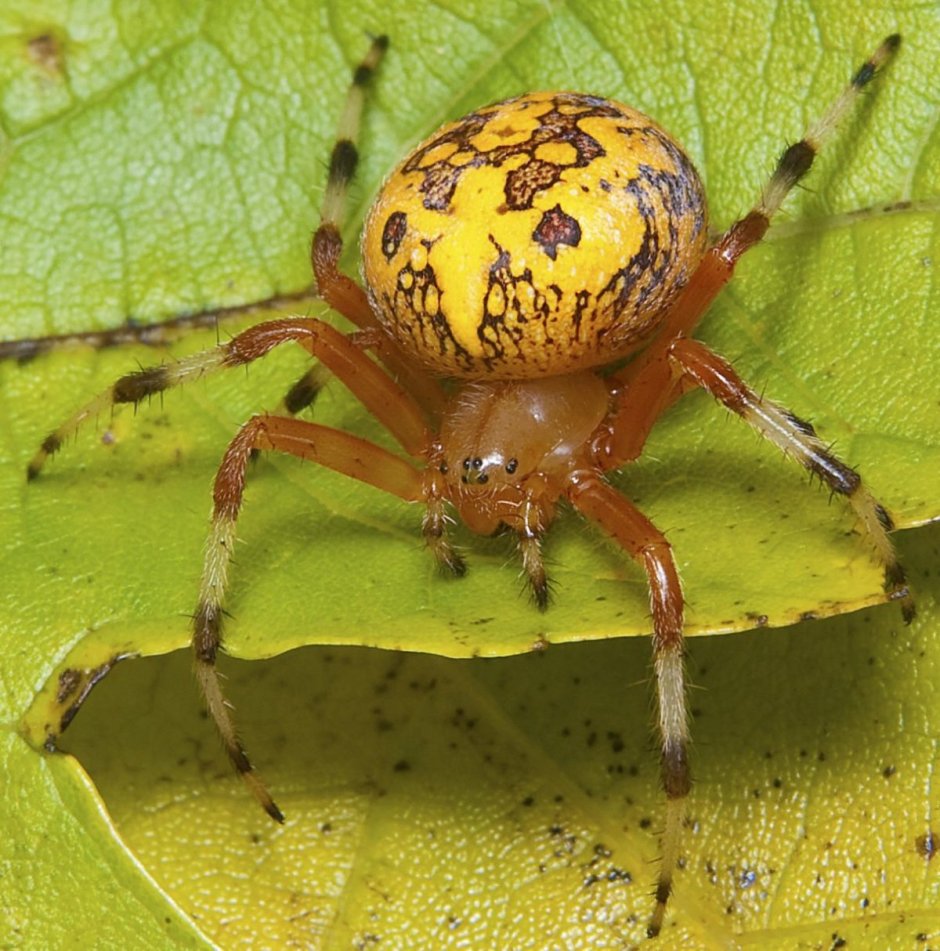 Паук Cheiracanthium punctorium