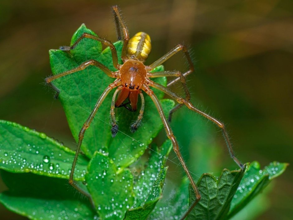 Паук Cheiracanthium punctorium