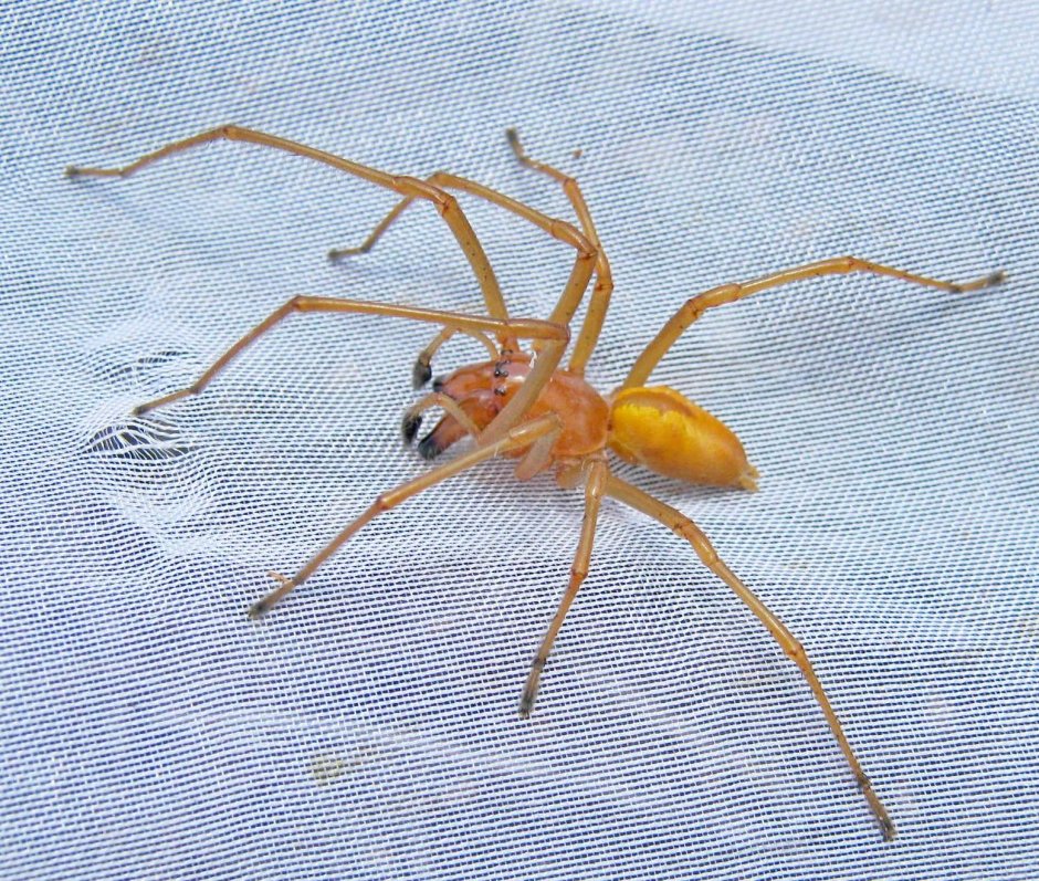 Cheiracanthium punctorium желтосумный колющий паук