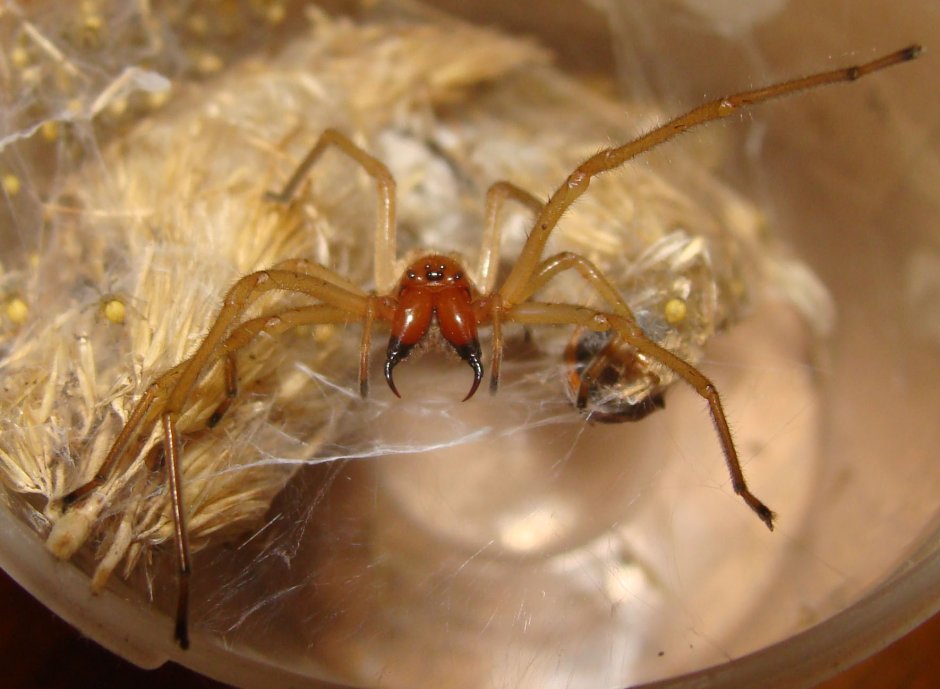 Cheiracanthium mildei