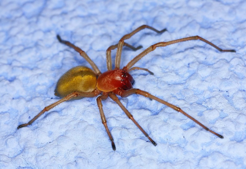 Cheiracanthium inclusum паук
