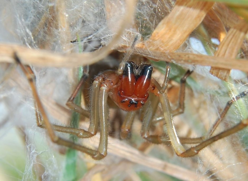Cheiracanthium virescens паук