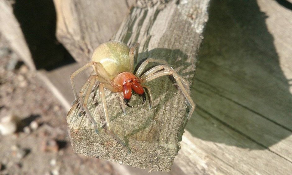 Может сумчатый паук Cheiracanthium punctorium