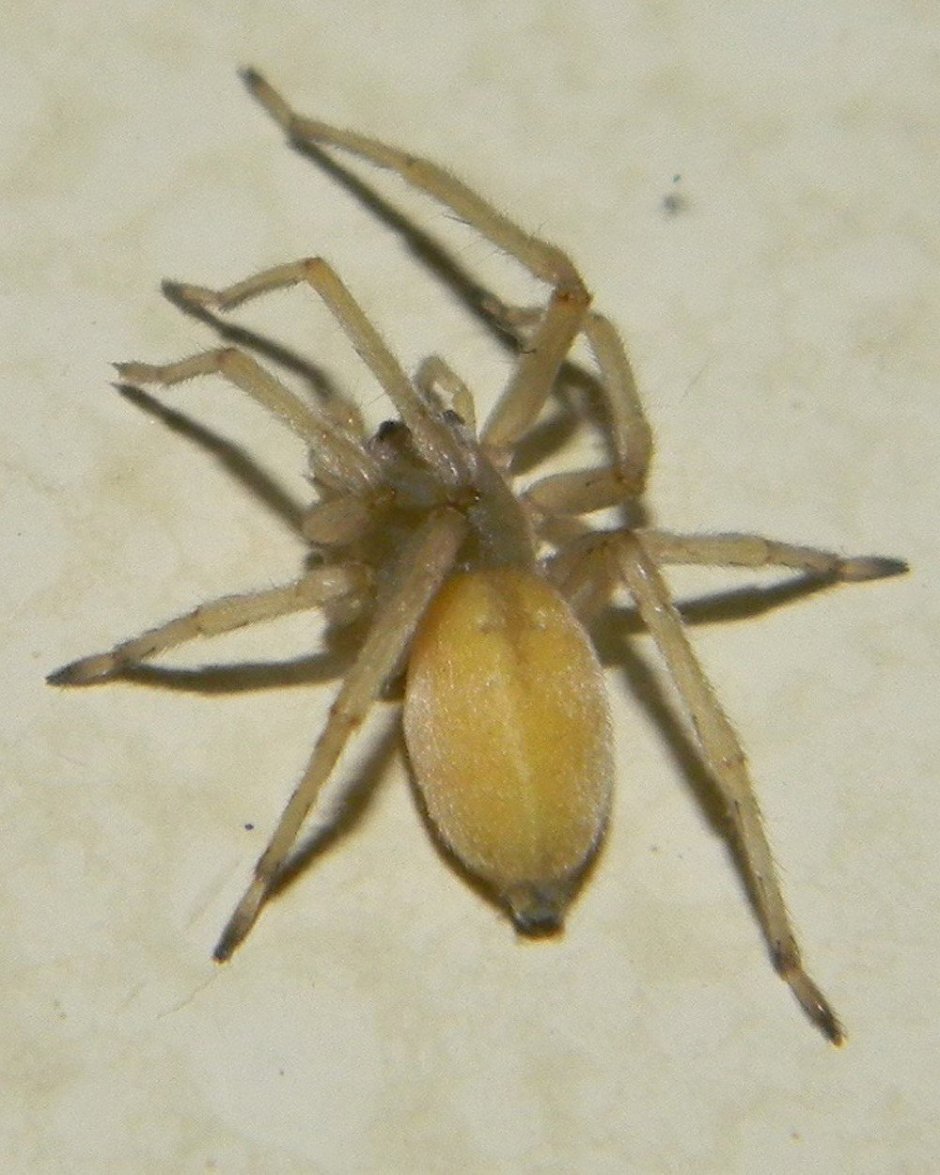 Сумчатый паук Cheiracanthium punctorium