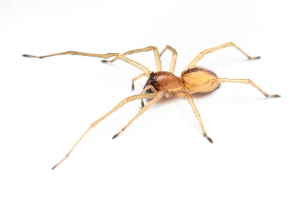 Cheiracanthium inclusum