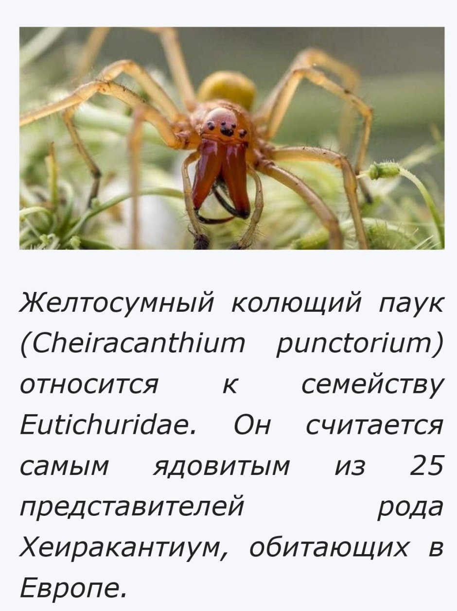 Хейракантиум мильде