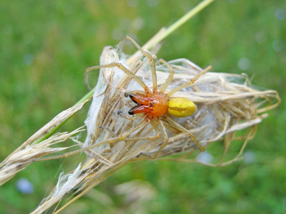 Cheiracanthium punctorium желтосумный колющий паук