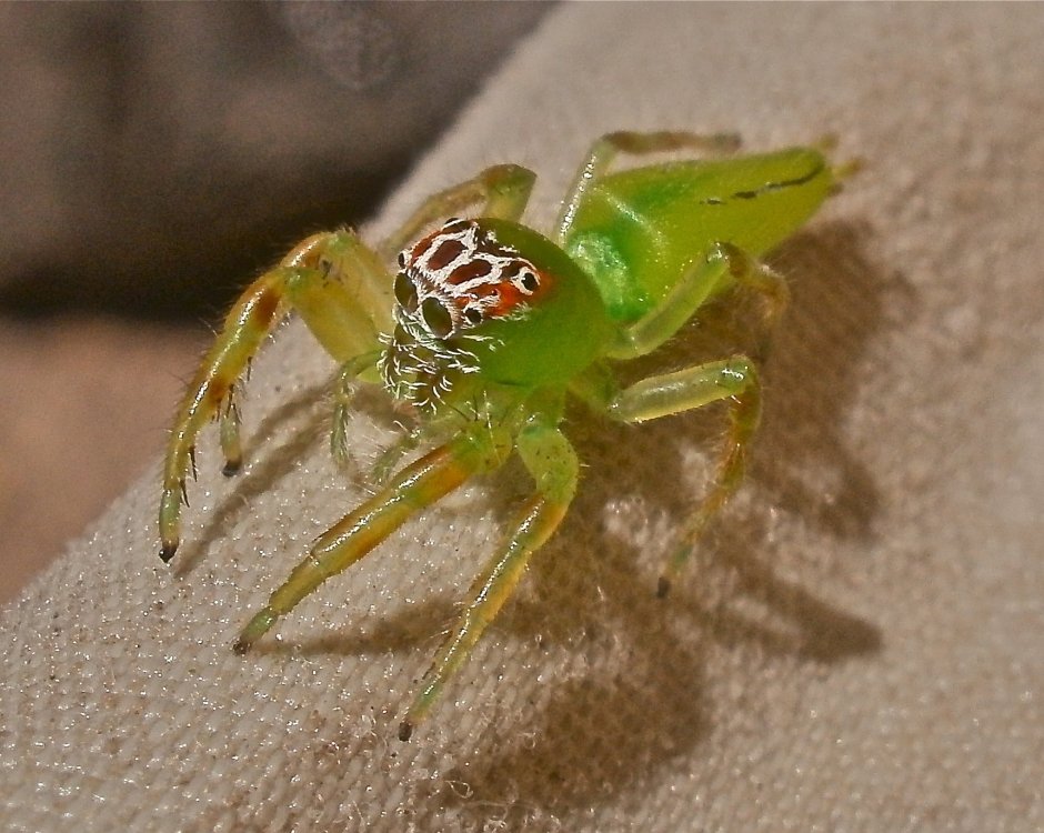 Паук Cheiracanthium punctorium