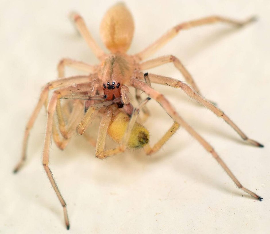 Cheiracanthium inclusum