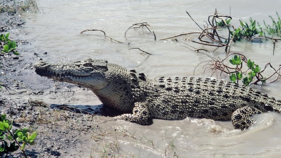 Морской крокодил (Crocodylus porosus)
