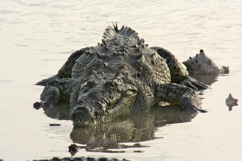 Крокодил Густав National Geographic