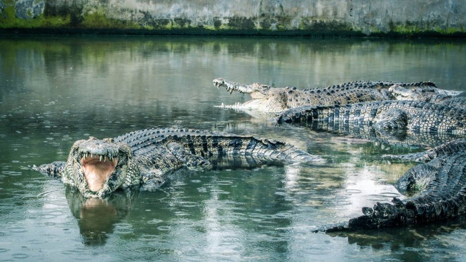 Морда нильского крокодила