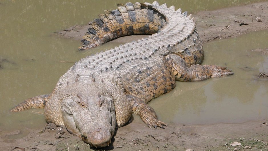 Королевский Аллигатор