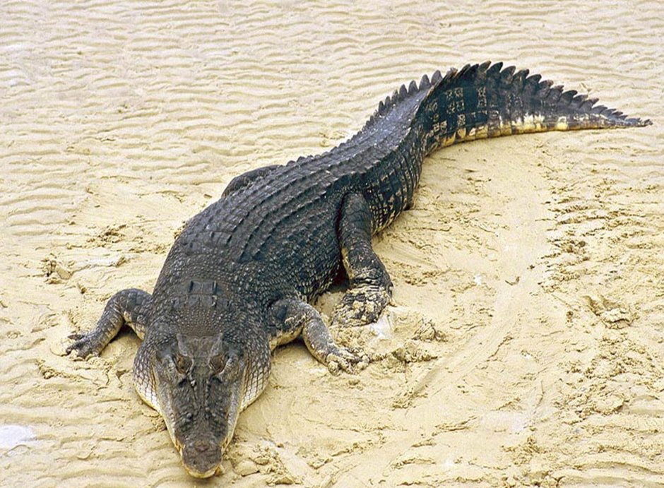 Крокодил выпрыгивает из воды