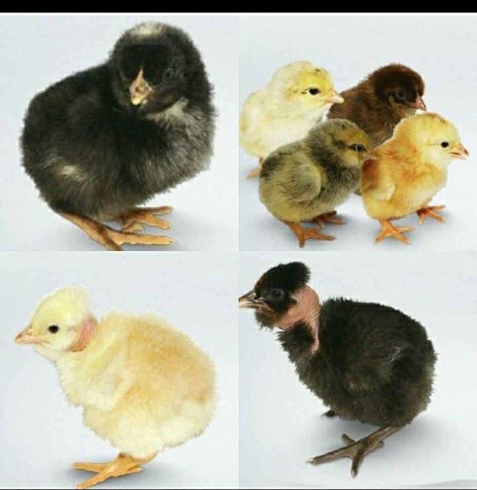 Инкубационное яйцо Редбро