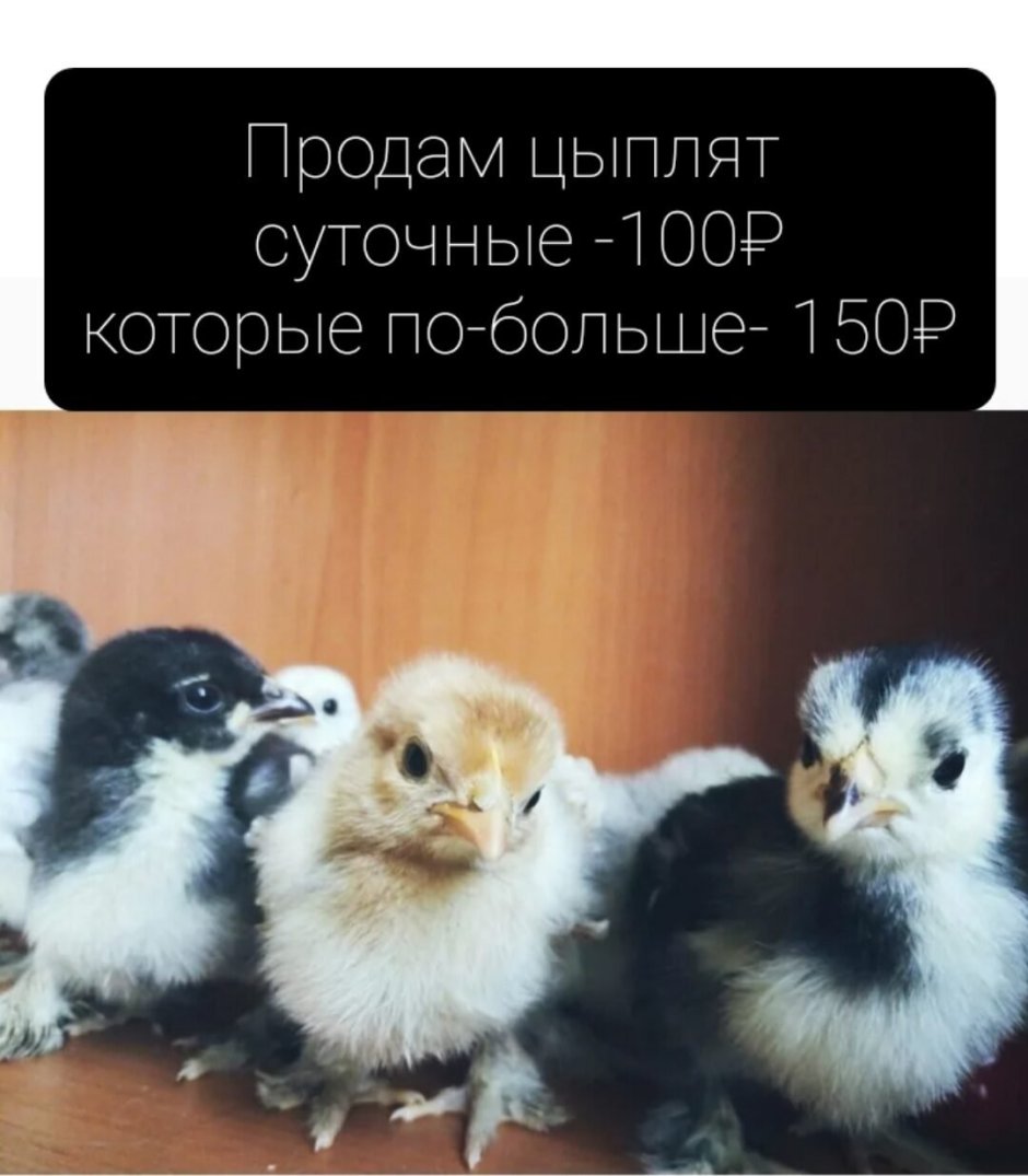 Милые цыплята