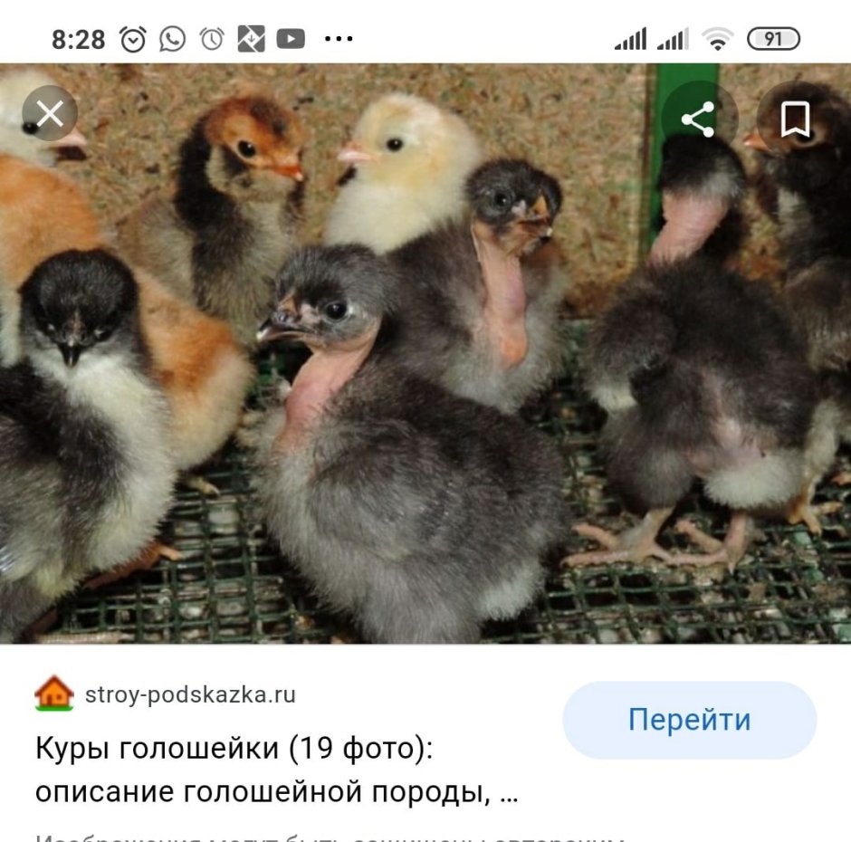 Цыплята Кучинская Юбилейная цыплята