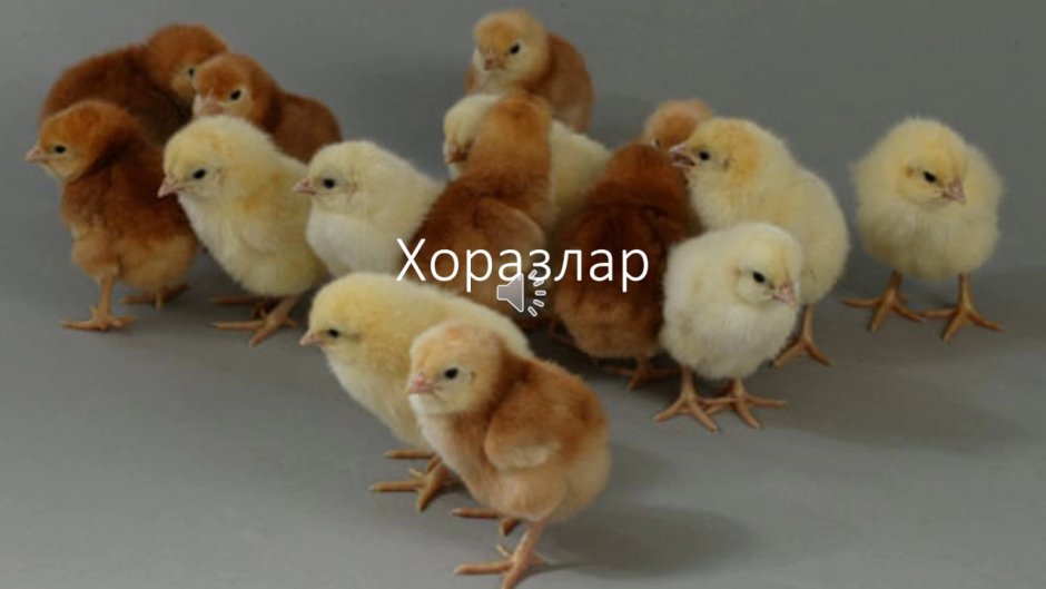 Загорские лососевые цыплята