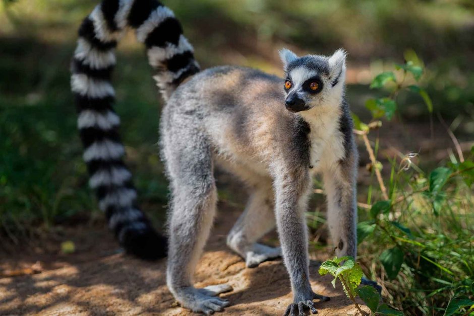 Bassariscus astutus