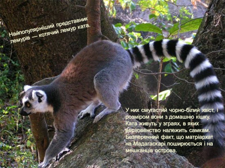 Лапы лемура