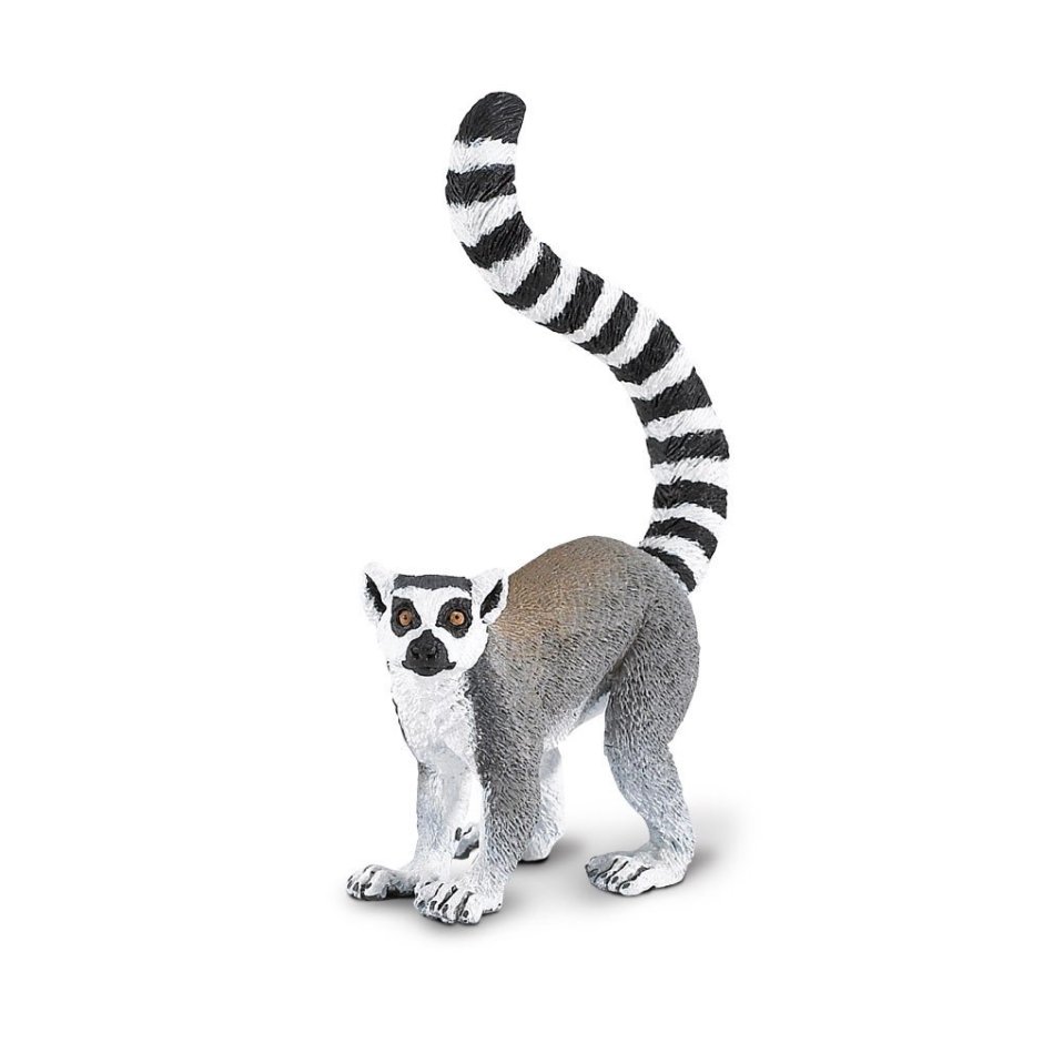 Кошачий лемур