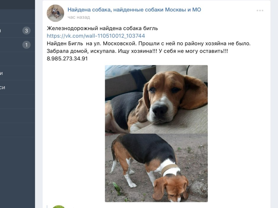 Бигль с человеком