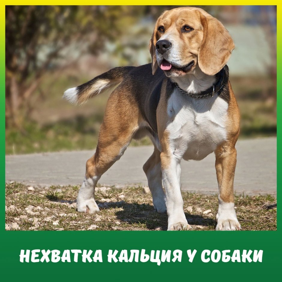 Бигль с ребенком