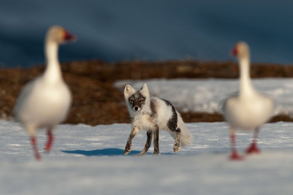 Гусь белый (Anser caerulescens hyperboreus)
