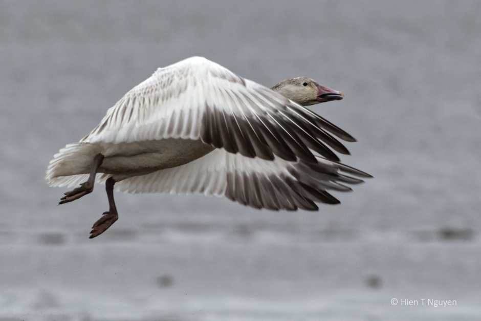 Сноу Гус (Snow Goose)