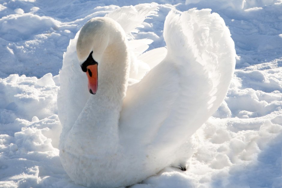 Сноу Гус (Snow Goose)