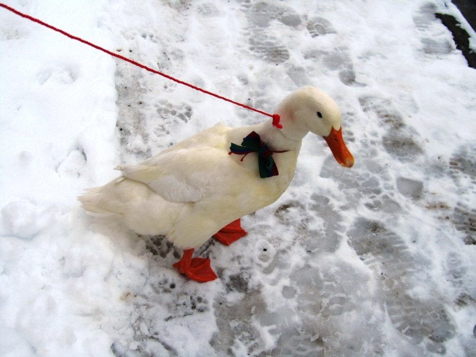 Untitled Goose game Гусь