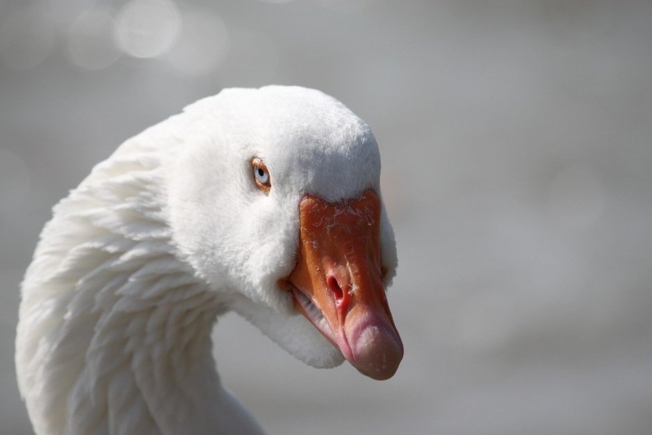 Гусь из untitled Goose game