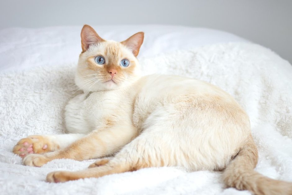 Red point кошка REDPOINT тайская