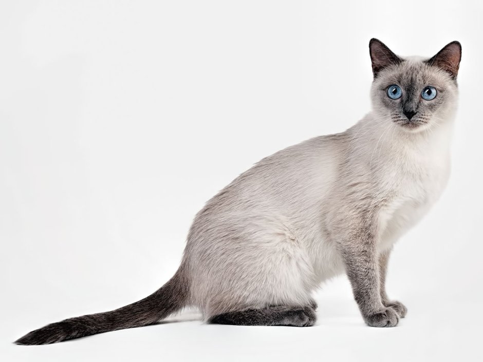 Котик породы таец Тоби поинт