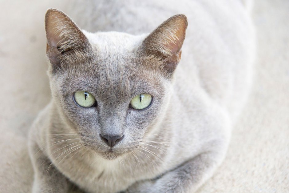 Сиамский кот серый