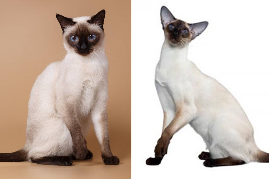 Сиамская и тайская кошка