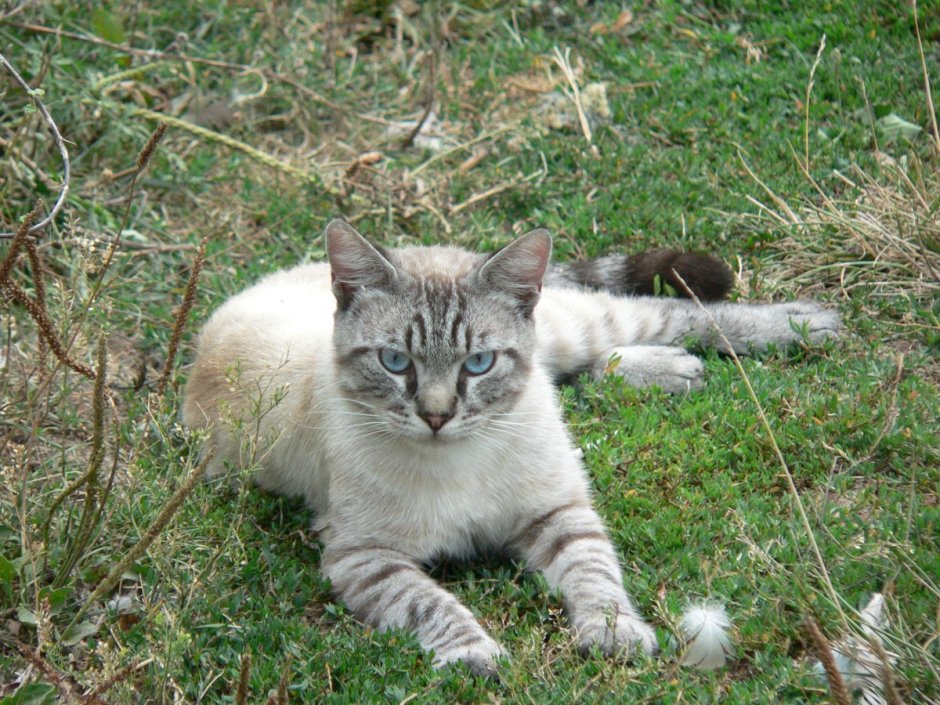 Тайский кот полосатый