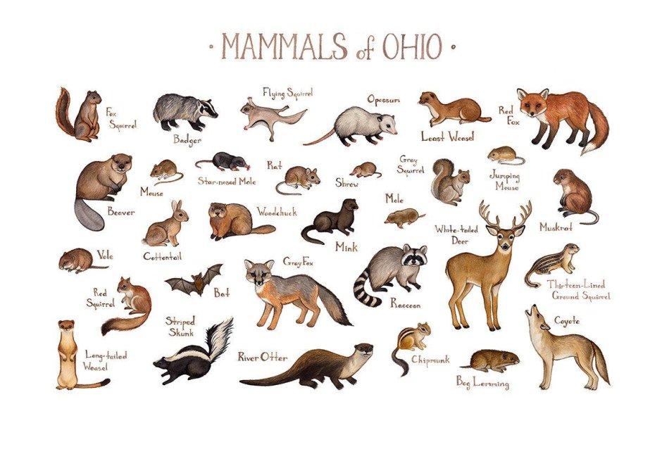 The Design of mammals