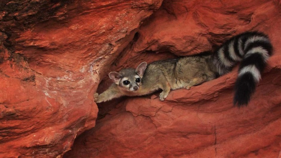 Кошачий енот какомицли