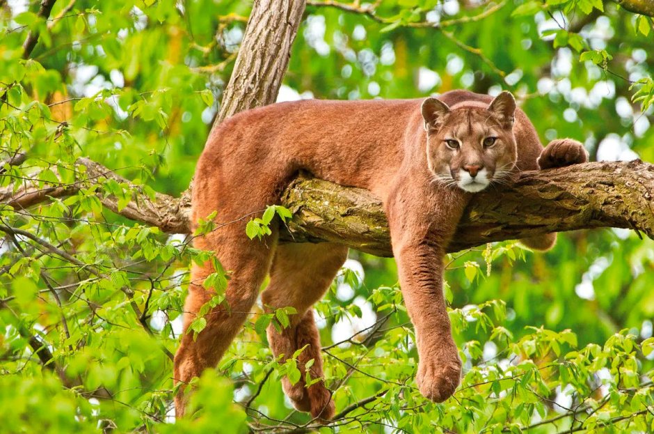 Пума (Puma concolor):