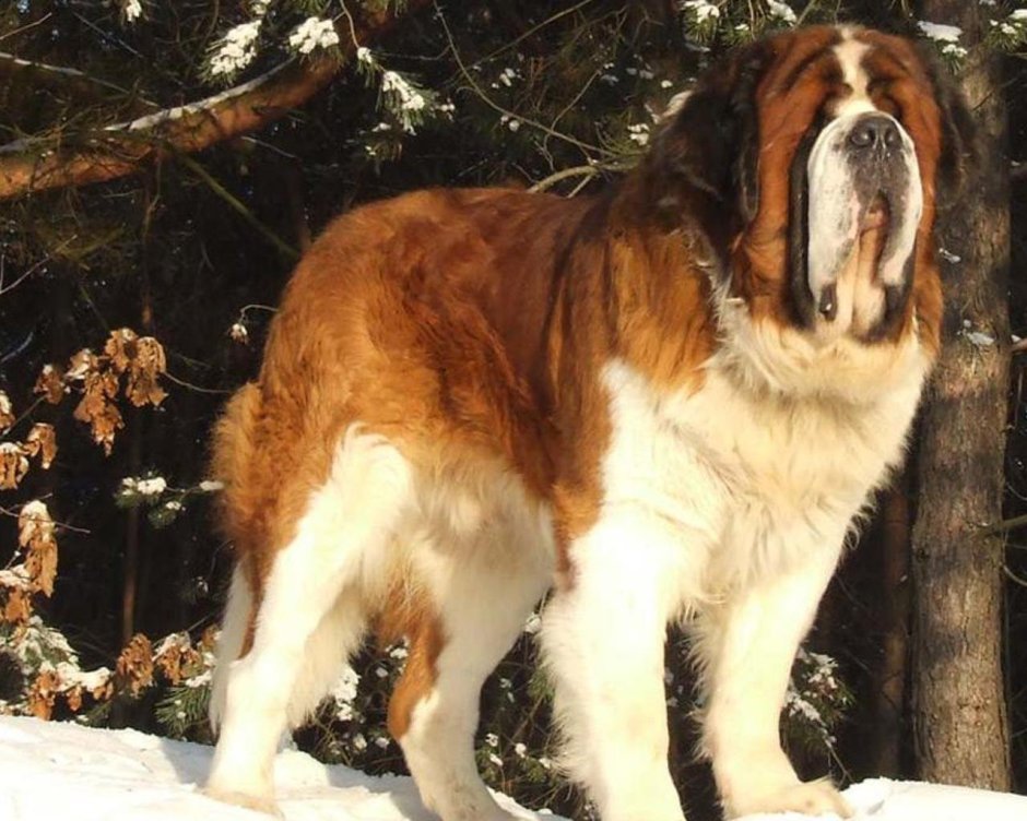 Длинношерстный Сенбернар