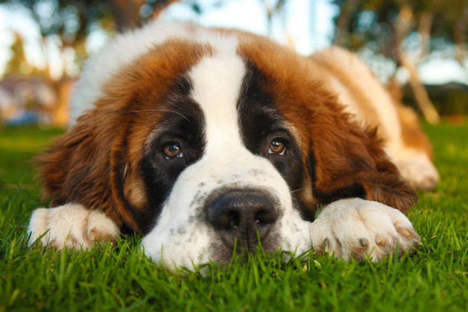 Сенбернар (Saint Bernard)