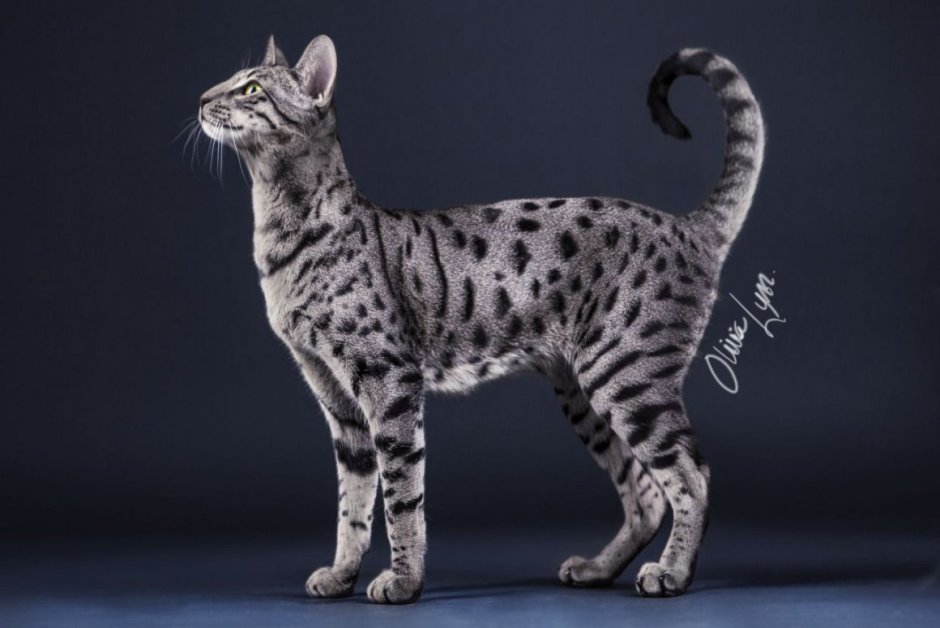Серебристая Саванна кошка