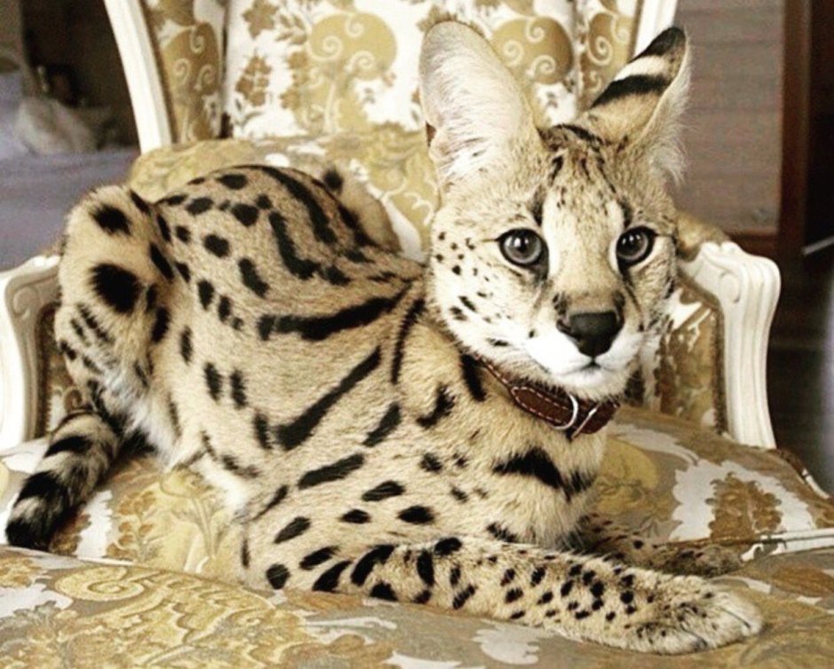 Саванна Ашера кошка