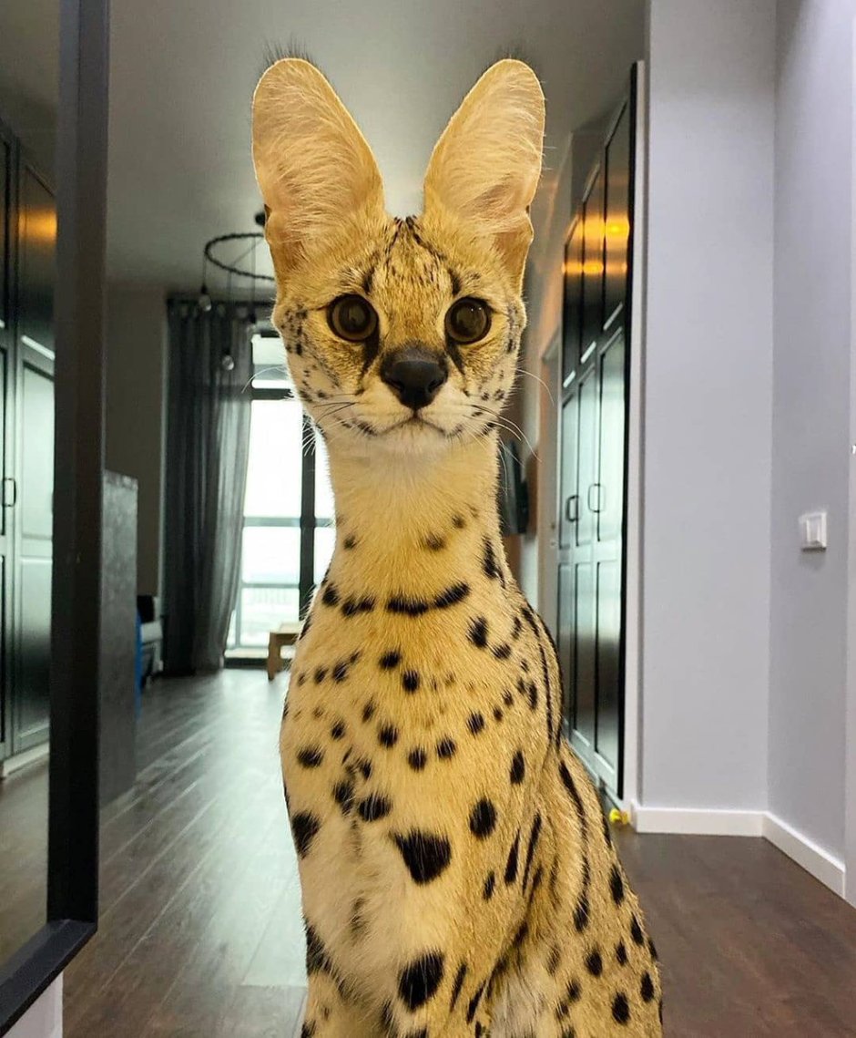 Кошка Ашера