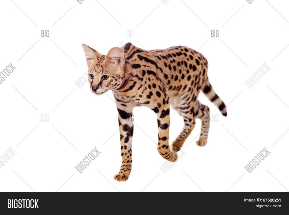 Саванна кошка