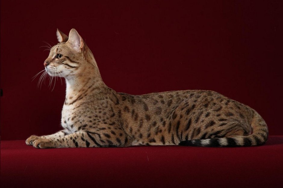 Саванна кошка гибрид